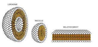cbd liposome
